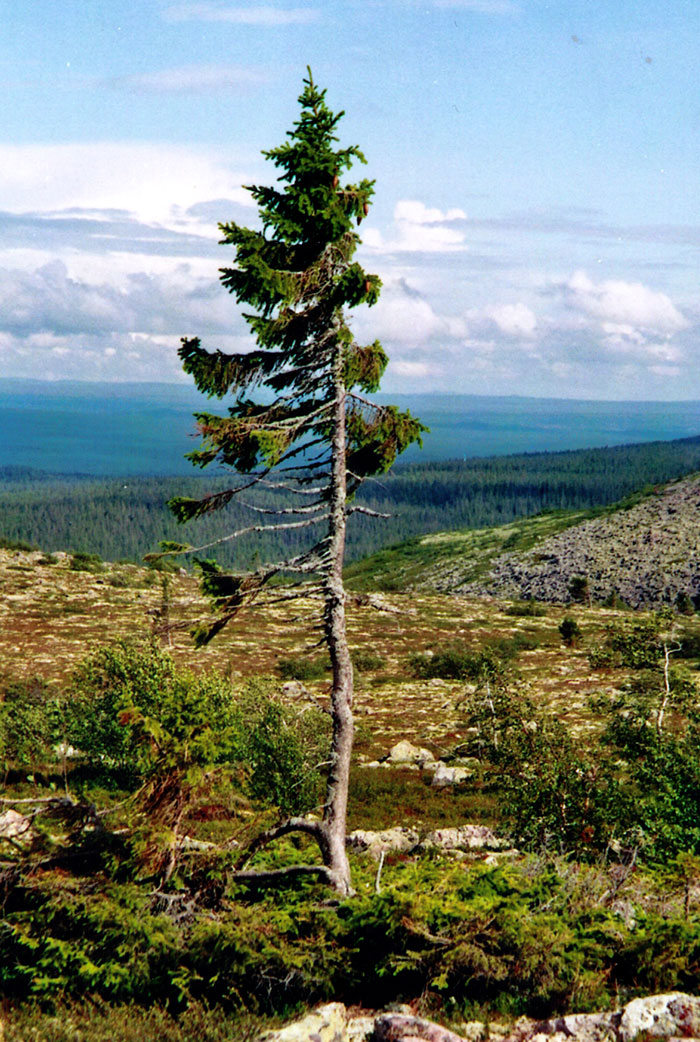 arbol-viejo-tjikko-