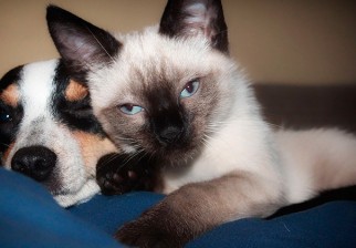 El humo de tabaco es malo también para los animales domésticos. Foto: Pixabay