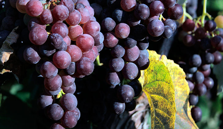 Propiedades y beneficios de la uva para la salud. Foto: Pixabay
