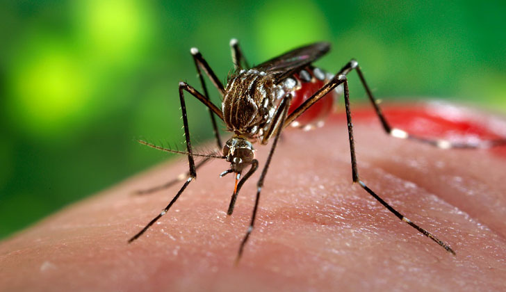 Mosquito Aedes Aegypti. Foto: Freestockphotos. 