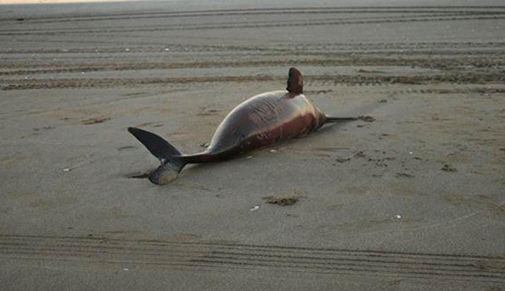 Encuentran 23 delfines muertos en la costa atlántica argentina. Foto: Fundación Mundo Marino