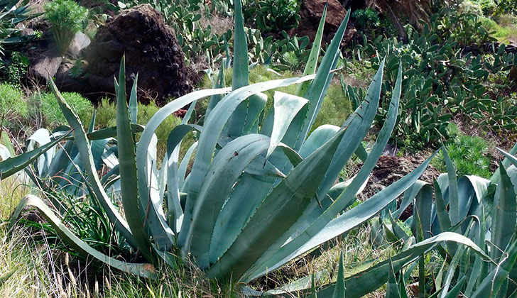 Agave de tequila ayuda a contrarrestar la osteoporosis. Foto: Pixabay