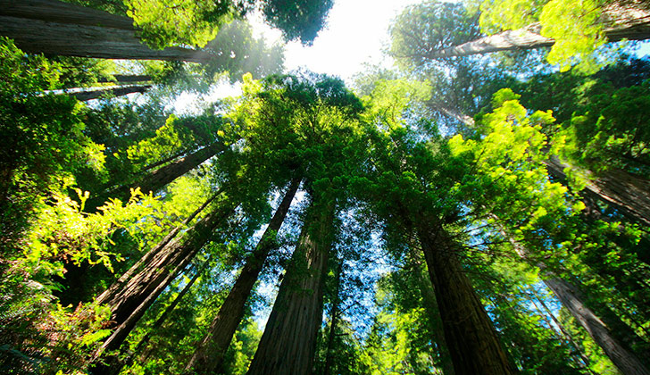 El cambio climático amenaza la supervivencia de árboles gigantes. Foto: Pixabay