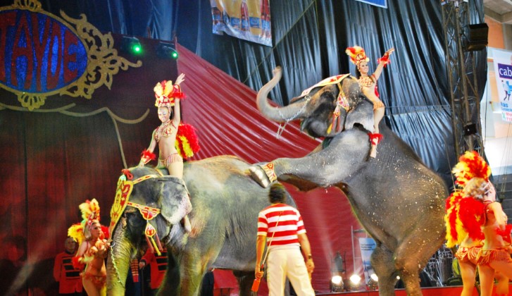 Los circos podrán seguir teniendo animales en cautiverio en Madrid. Foto: Wikimedia Commons. 