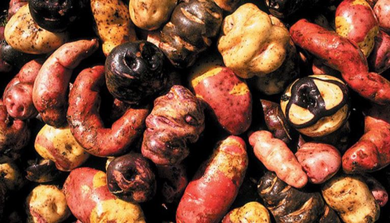 Distintas variedades de solanum tuberosum, la mundialmente famosa papa común. Foto: Food Cultura. 