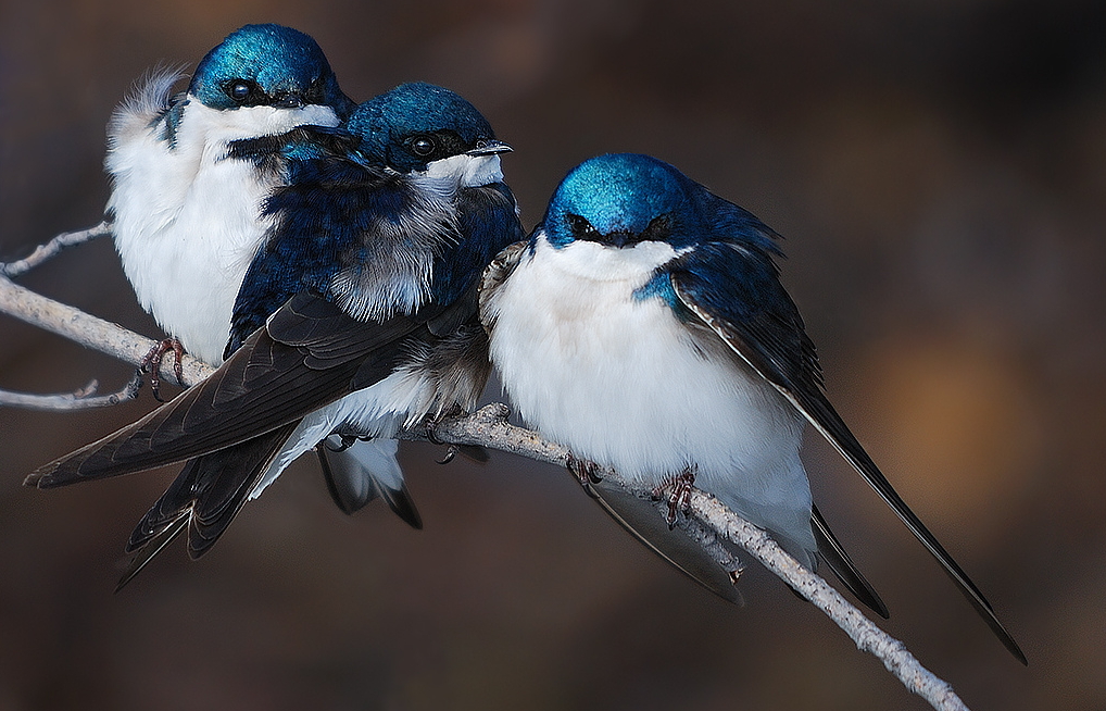 Tres golondrinas reposan sobre una rama. Foto: Keith Williams.