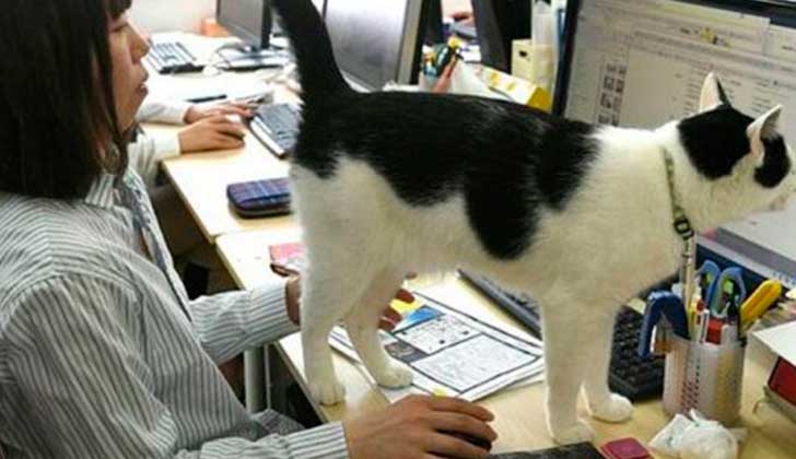 Gatos en la oficina, la solución japonesa para lidiar con el estrés en el trabajo.