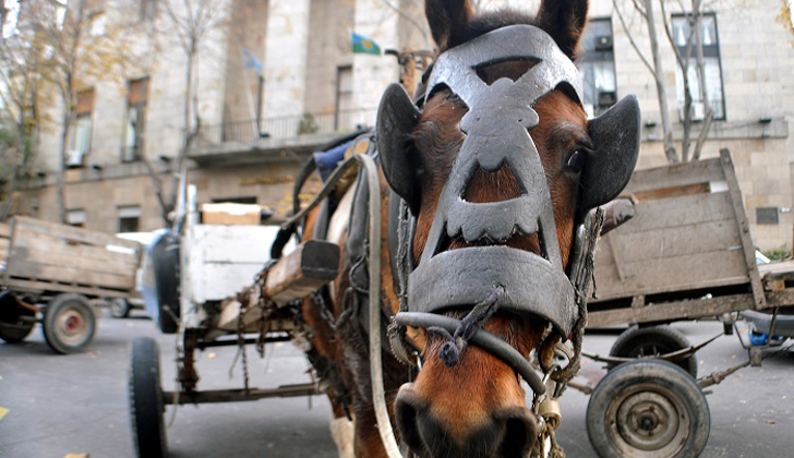 caballo