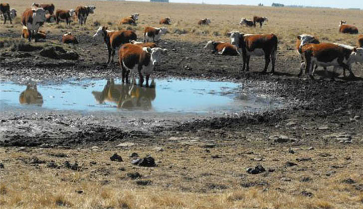 La sequía en el Uruguay se convirtió en un problema serio. 
