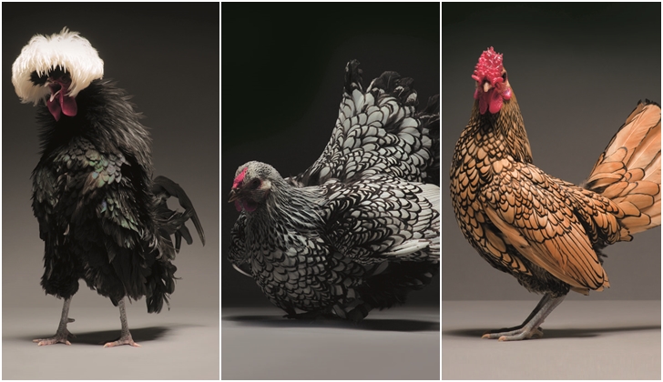 Chic!ken, el proyecto fotográfico de dos italianos con gallinas como protagonistas .