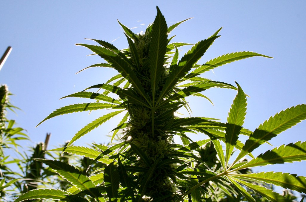 Una planta de Cannabis sativa. Foto: Brian Shamblen / Flickr 