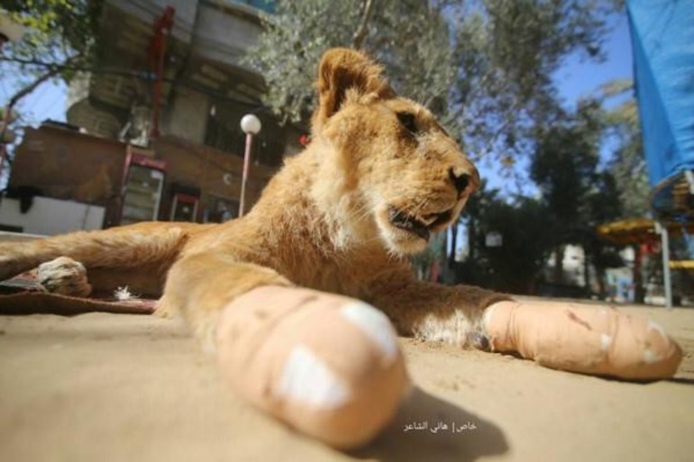 Un león con sus patas delanteras amputadas. Foto: Four Paws