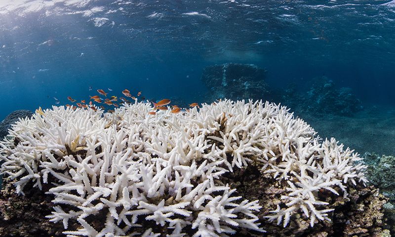 El calentamiento de los mares, consecuencia del cambio climático, está provocando que los corales mueran y se vuelvan blancos. Foto: The Ocean Agency / XL Catlin Seaview Survey