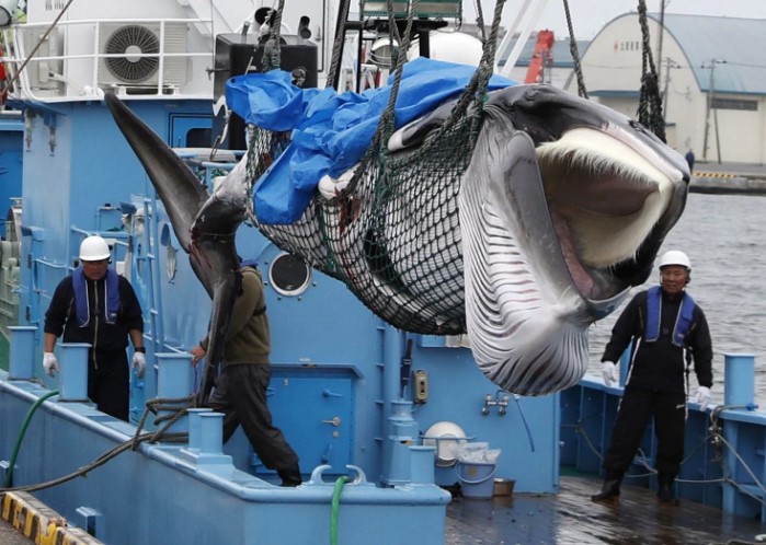 Primeras imágenes de las ballenas cazadas desde este lunes. Foto: Agencia de Noticias Kyodo / Reuters