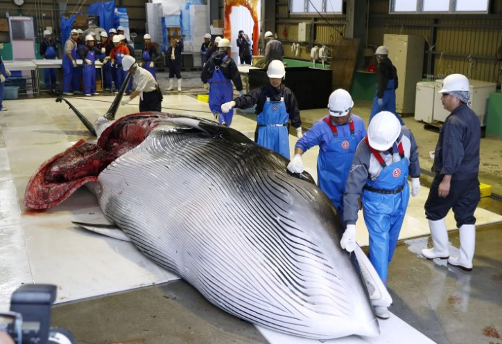 Primeras imágenes de las ballenas cazadas desde este lunes. Foto: Agencia de Noticias Kyodo / Reuters