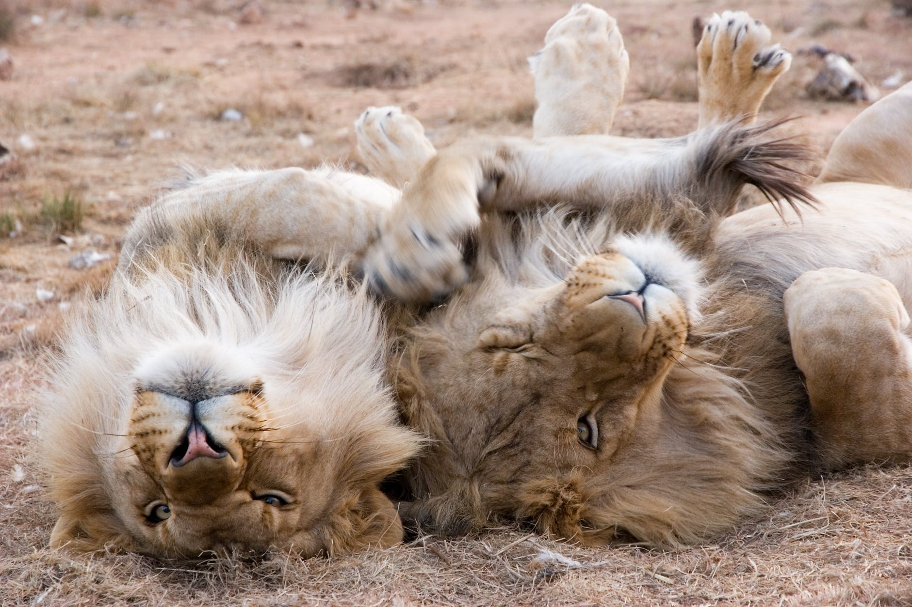 Cuántos leones sobreviven en estado salvaje? - Noticias Uruguay, LARED21  Diario Digital