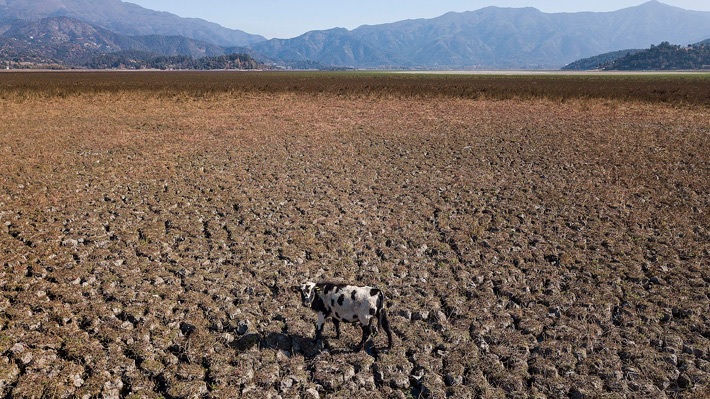 Una desnutrida vaca "pasta" en un terreno totalmente seco y desquebrajado en Chile en una foto de archivo de 2019. Foto cortesía de Radio Uchile