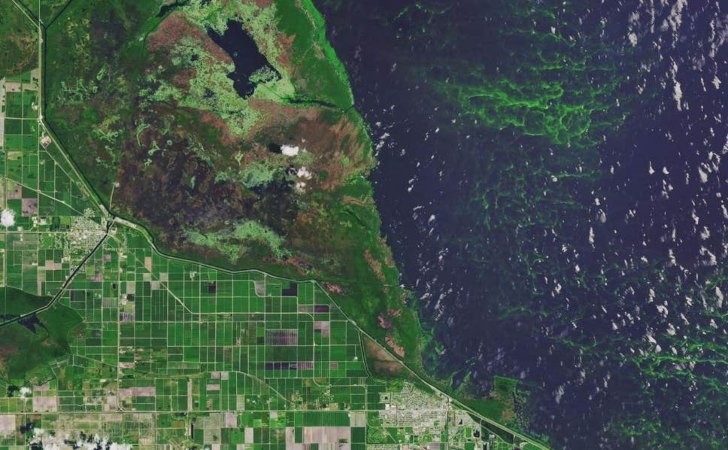 Floración de algas tóxicas en el Lago Okeechobee, Florida, entre el año 2016 y 2018 / Foto: NASA