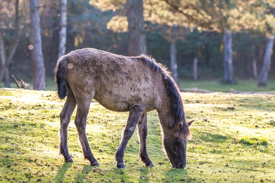 Un caballo brumby pastando en una planicie australiana. Foto: Pixabay