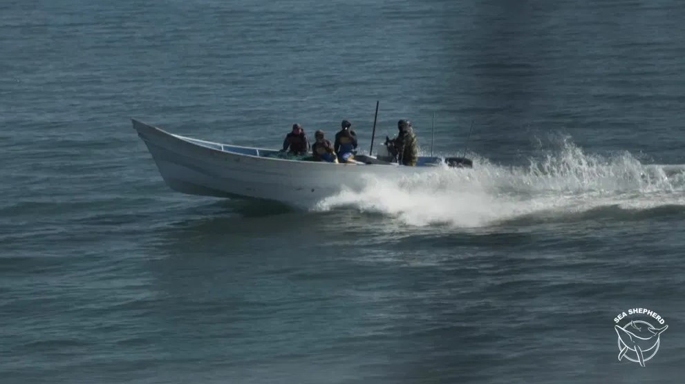 Una de las pangas que atacó al Sharpie. Foto: Sea Shepherd