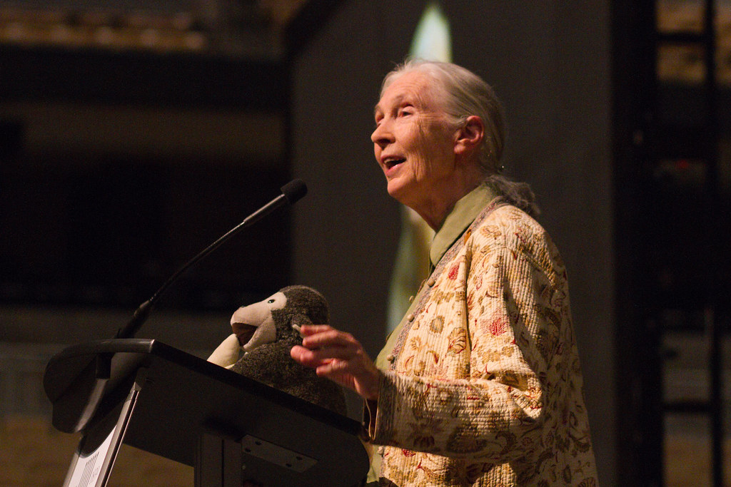 Jane Goodall hablando en 2014 en la Universidad de Missouri, Estados Unidos. Foto: Flickr / Mark Schierbecker