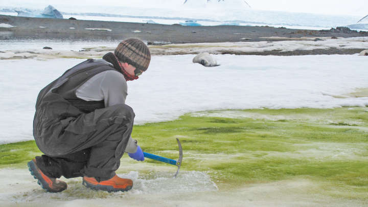 El doctor Matt Davey muestra una sección totalmente cubierta de algas en la Antártida. Foto: Sarah Vincent