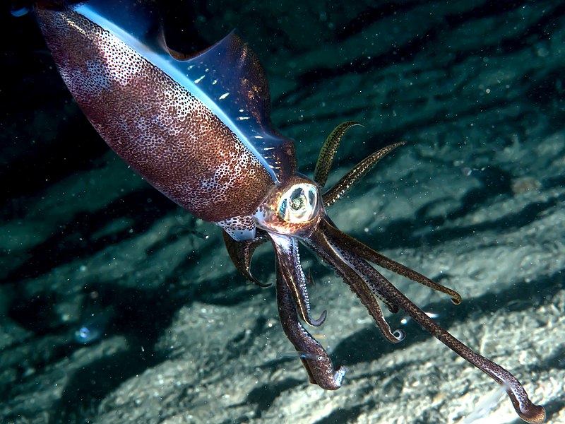 Sepioteuthis lessoniana, calamar de arrecifes, o calamar ovalado. Foto: Wikimedia Commons