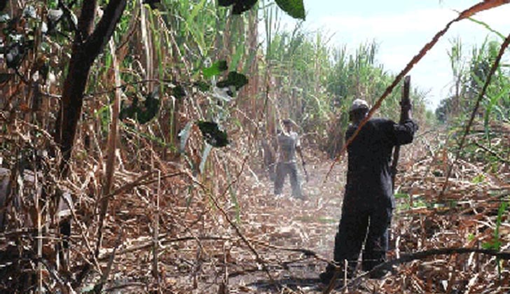 Trabajadores de la caña de azúcar en Artigas / ceibal.edu.uy