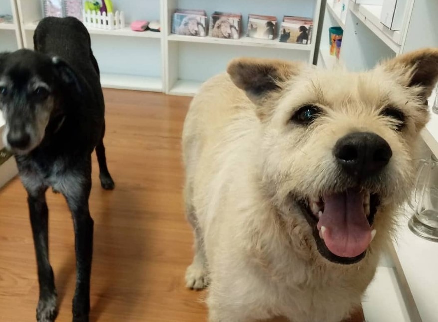Will y Rubia son dos perros que ASH ha rehabilitado y están en adopción. Foto: ASH