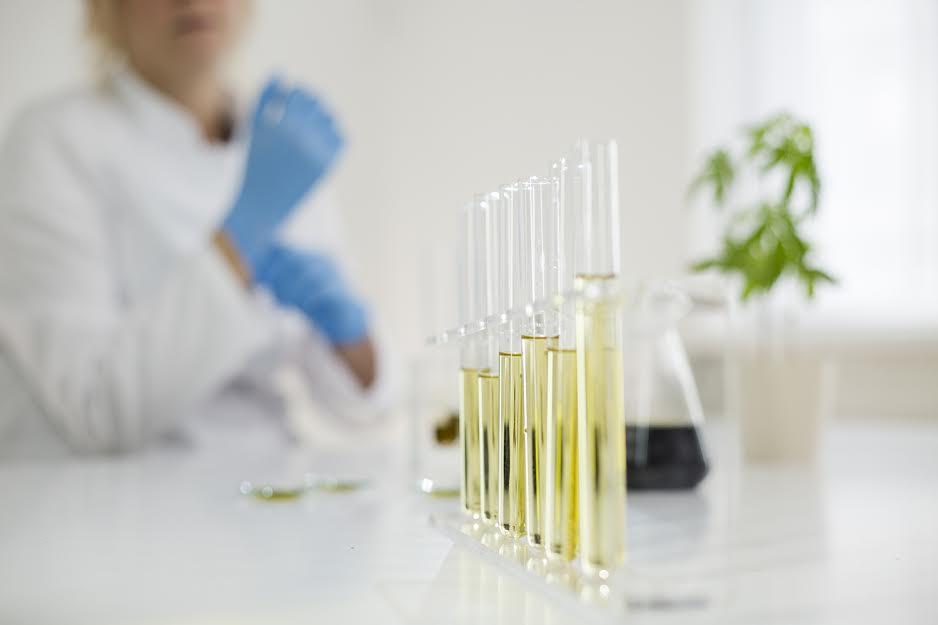 Female scientist in a laboratory working with cbd oil extracted from a medical marijuana plant. She is checking the marijuana plant. Healthcare pharmacy from medical cannabis.