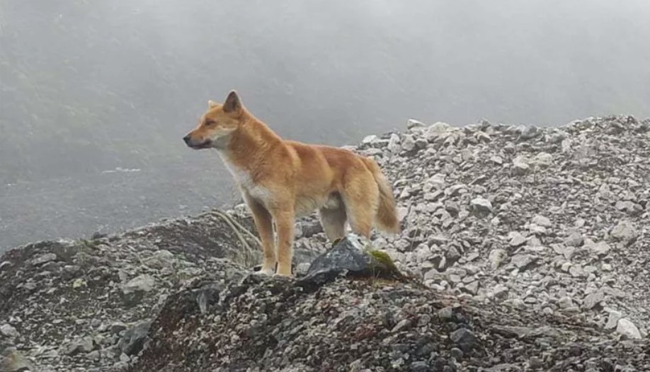 Perro salvaje de las tierras altas fotografiado en Indonesia / Fundación de perros salvajes de las tierras altas de Nueva Guinea