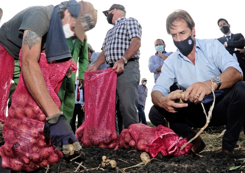 Luis Lacalle Pou participó de la cosecha de papas en el Penal de Libertad la semana pasada. Foto: Presidencia de la República