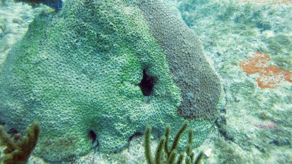 Un coral de la variedad 'Montastrea cavernosa', blanqueado por la enfermedad de pérdida de tejido del coral pedregoso (SCTLD). Foto: FWC Fish and Wildlife Research Institute / Flickr / CC BY-NC-ND 2.0