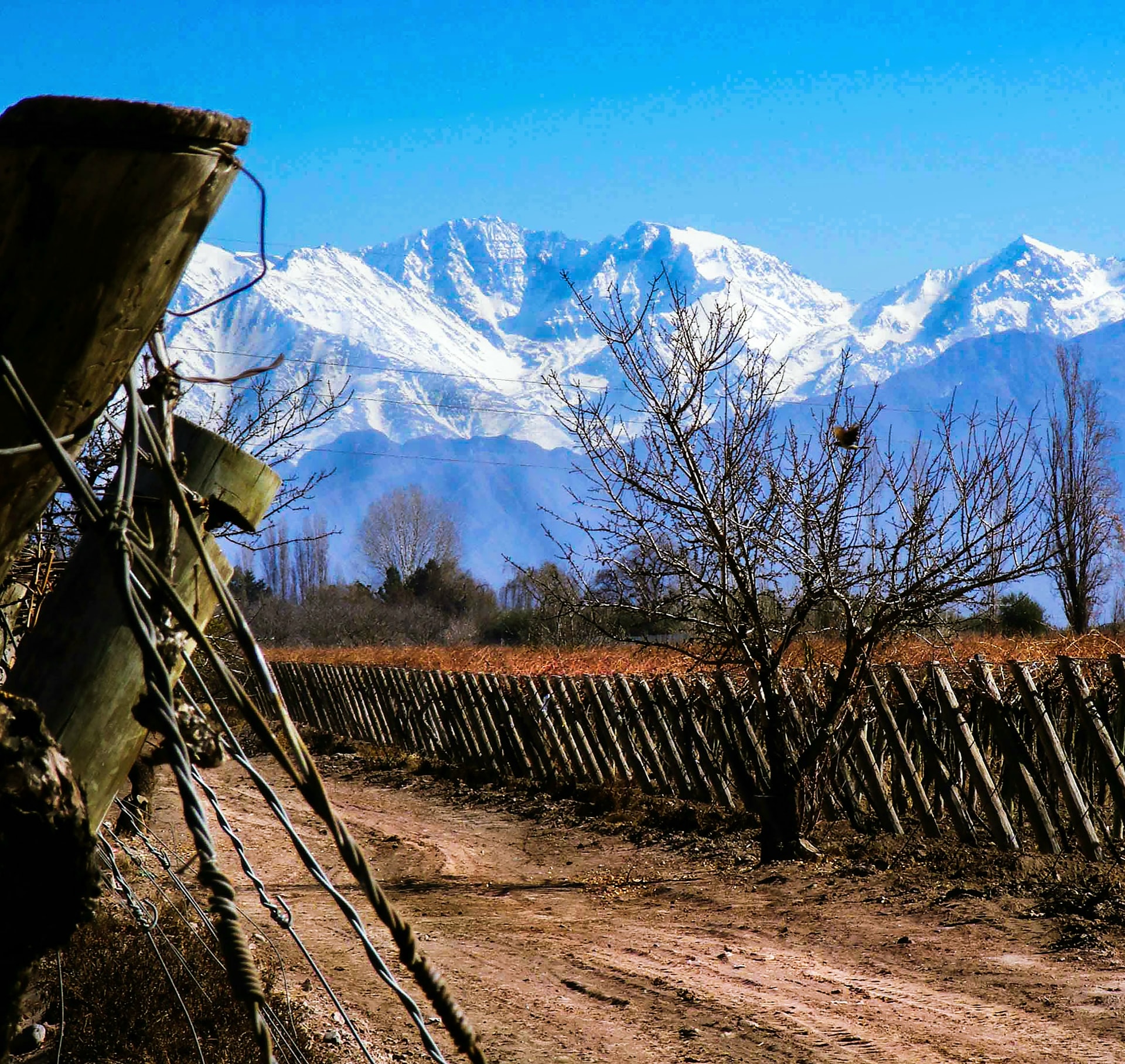 Un viñedo en Mendoza con la Cordillera de Los Andes al fondo. Foto: UNsplash / Héctor Ramón Pérez (CC 3.0). 