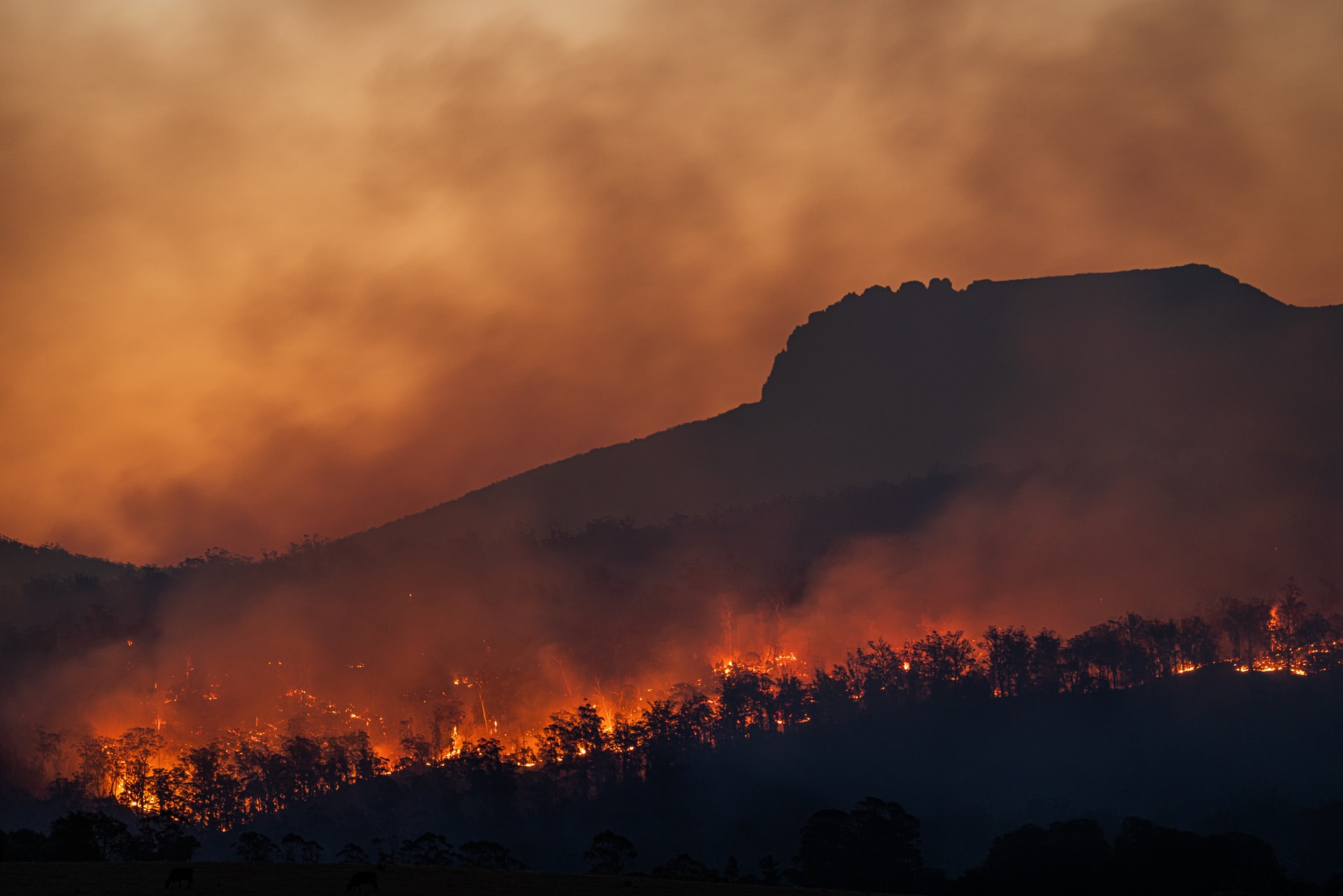 Incendio en marzo de 2021 en Stacks Bluff, Tasmania, Australia. Foto: UNsplash / Matt Palmer