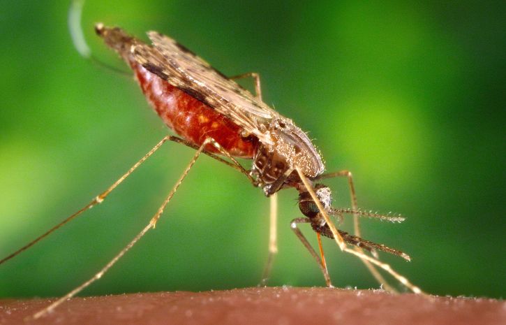Ejemplar hembra de mosquito anofeles, que transmite la malaria. Foto: Pixinio