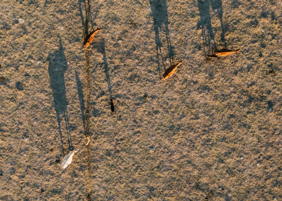 El MGAP prorroga emergencia agropecuaria por falta de lluvias