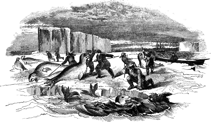 Caza de focas en la banquisa. Sobre un viaje de descubrimiento e investigación en las regiones austral y antártica, durante los años 1839-43.