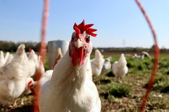 Brote en Uruguay: Riesgo de contagio de la gripe aviar hacia los humanos. 