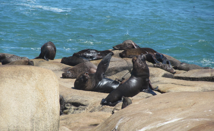 Sea lions rest on a rock in the Cabo Polonio Sea Lion Sanctuary.