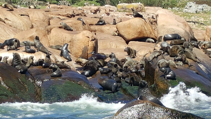 The sea lion population in Lobos Island is estimated to be as high as 400,000. 
