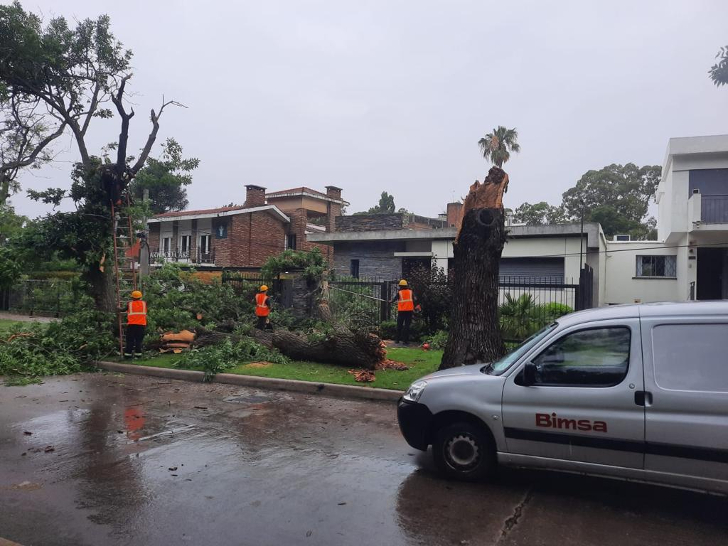 Montevideo tormenta árboles UTE