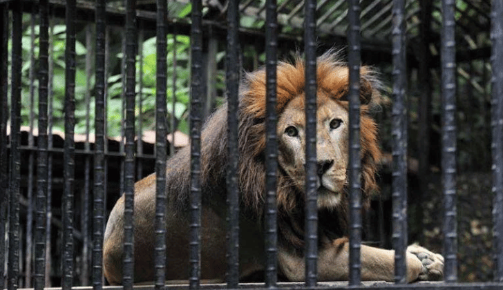 Uno de los leones del infame Zoológico Simón Bolívar de San José, Costa Rica, que durante años ha pasado todos sus días en una jaula de unos pocos metros. 