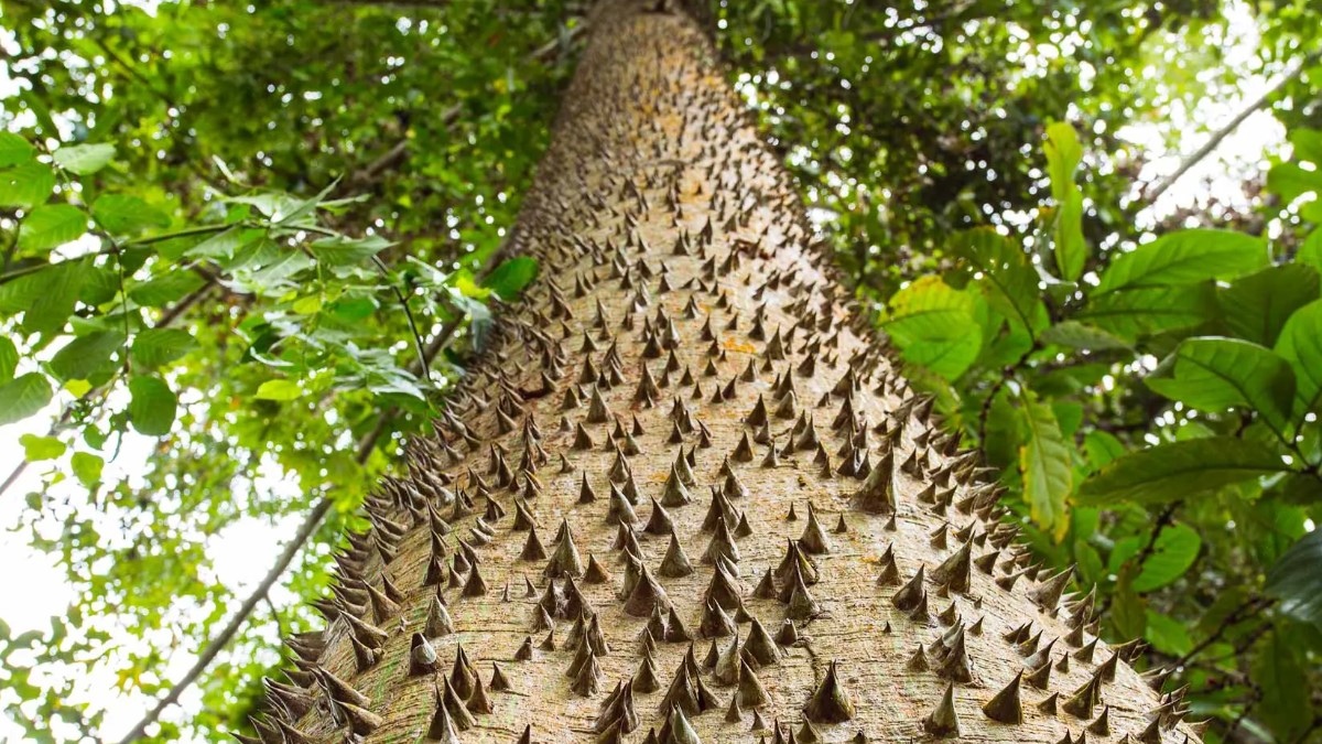 Top 10 plantas con los mecanismos de defensa más extraños y sorprendentes del reino vegetal. ¡Te sorprenderán sus trucos de supervivencia!