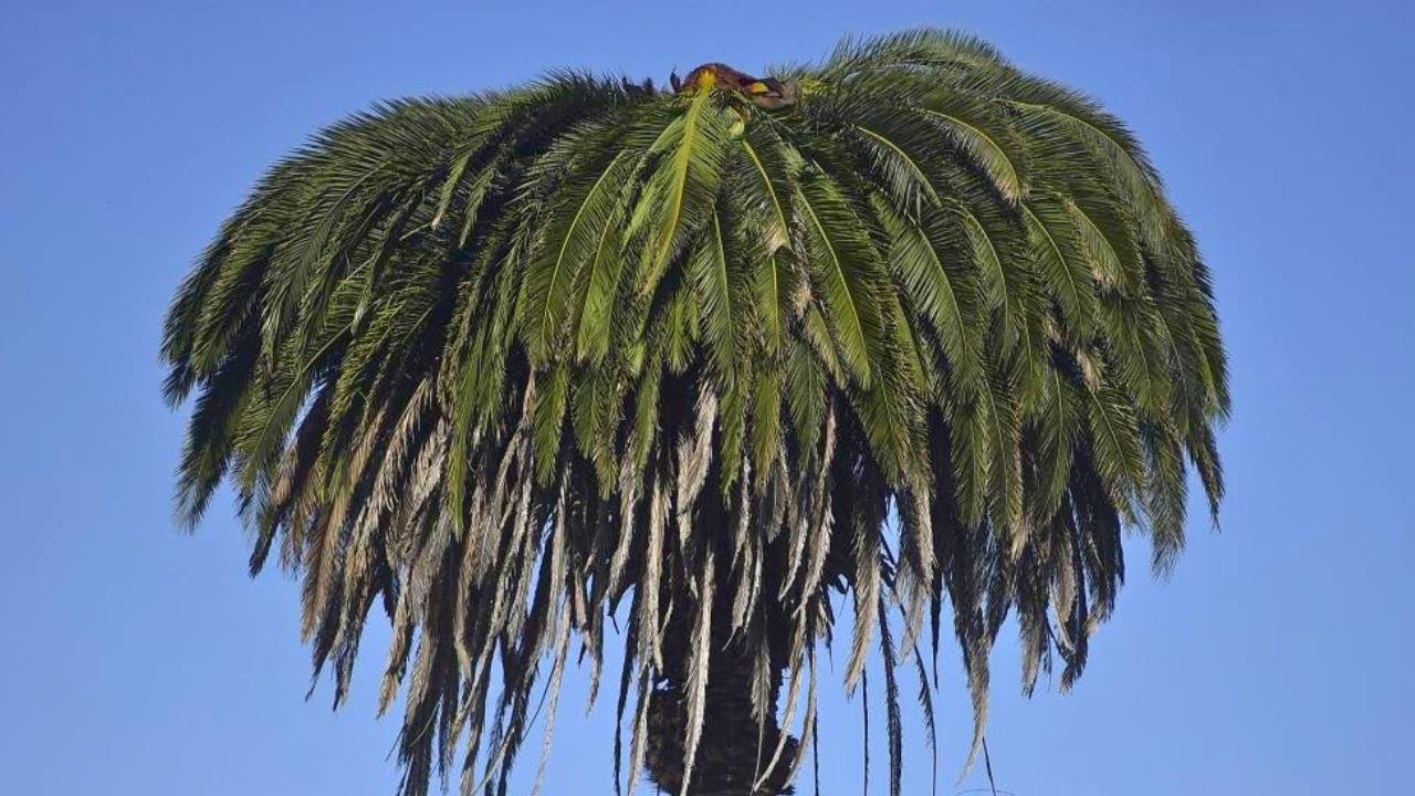 Una palmera Phoenix canariensis afectada por el picudo rojo