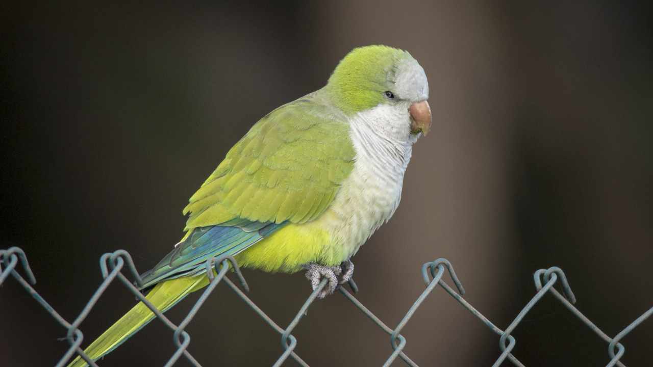Cotorra de la variedad Myiopsitta monachus, presente en Uruguay. Foto Flickr/Juan Emilio