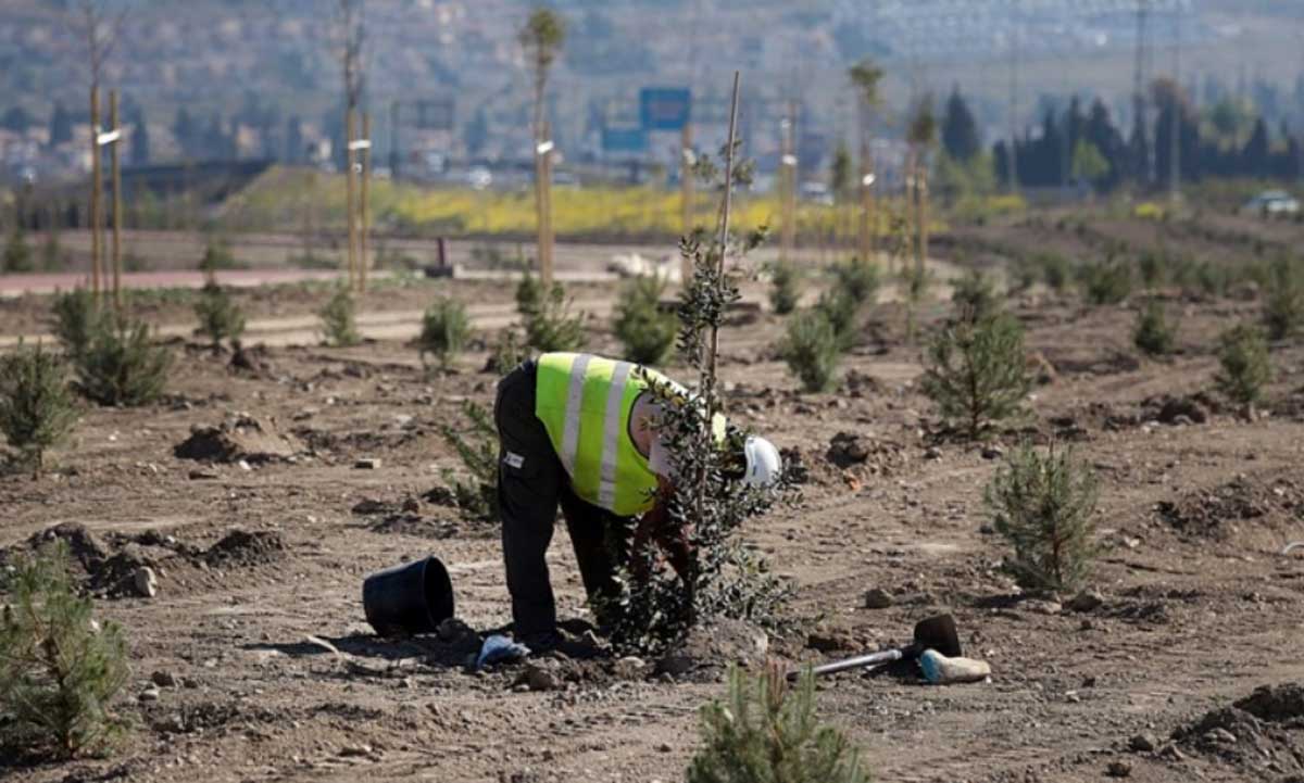 reforestar