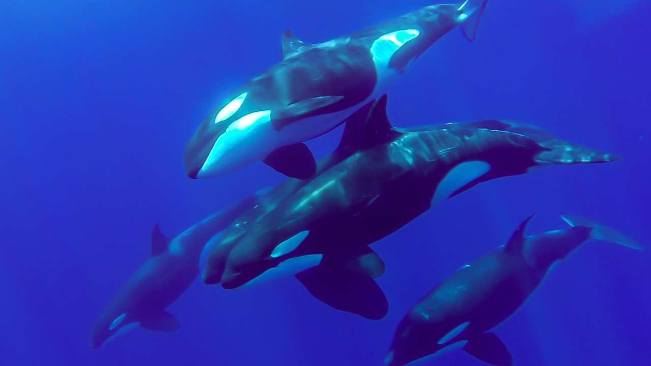 La orca (Orcinus orca) es una especie de cetáceo odontoceto perteneciente a la familia Delphinidae (delfines oceánicos)