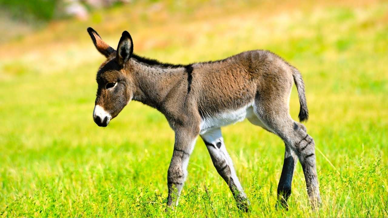 No es vaca, no es cerdo: el corte que se vende a $7500 en una carnicería de Chubut