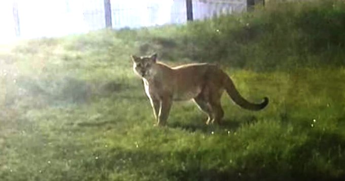 El puma visto en Canelones